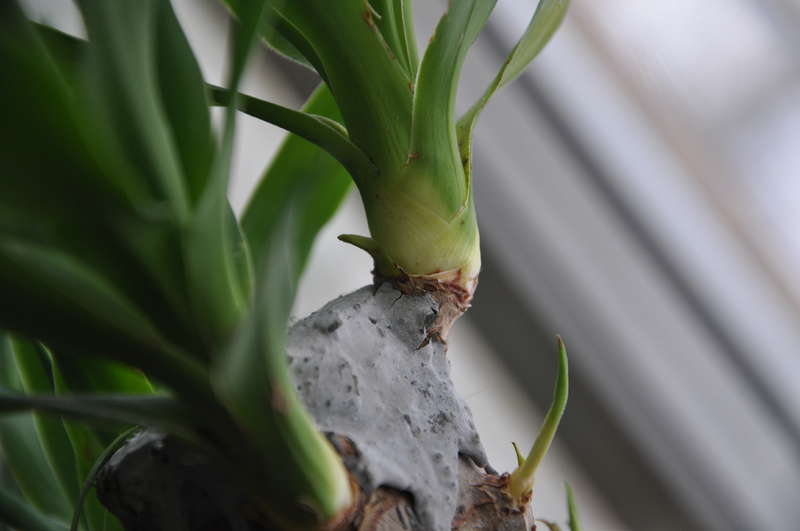 Yucca à la maison: soin et reproduction