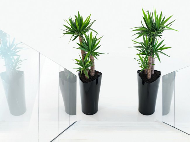 Yucca à la maison: soin et reproduction