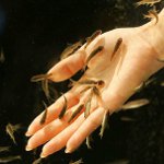 Ichthyomassage: pédicure avec poisson Ichthyomassage: pédicure avec poisson
