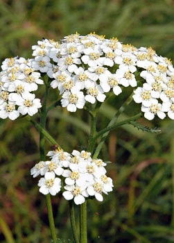 Décoction de Yarrow Collection