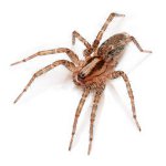 Peur des araignées: se débarrasser de la phobie