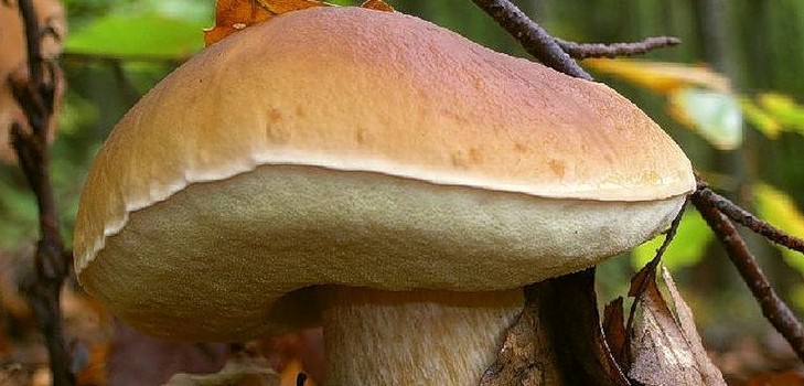 Champignon blanc: description, caractéristiques des lieux de croissance