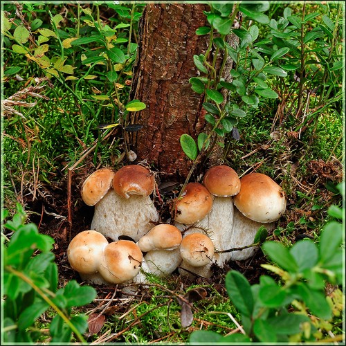 Champignon blanc: description, caractéristiques des lieux de croissance