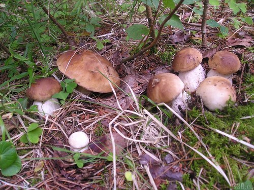 Champignon blanc: description, caractéristiques des lieux de croissance