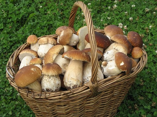 Champignon blanc: description, caractéristiques des lieux de croissance