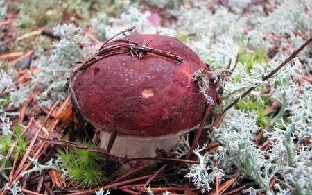 Borovik: photo et description