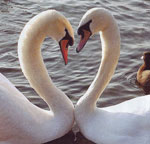 Jour de tous les amoureux. Histoire d'occurrence