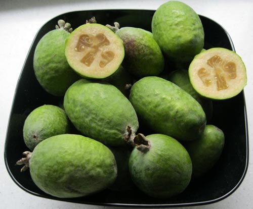 Feijoa - propriétés utiles, avantages et inconvénients de feijoa