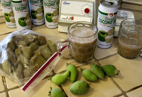 Feijoa - propriétés utiles, avantages et inconvénients de feijoa