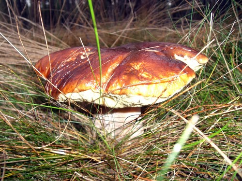 Où poussent des champignons dans la région de Moscou, Ryazan ou Leningrad. Quand les champignons blancs poussent-ils?