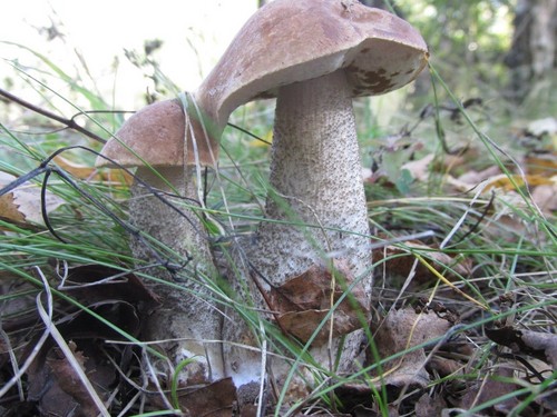 Podderozovik aux champignons: description avec photo