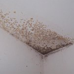 Champignon dans la salle de bain