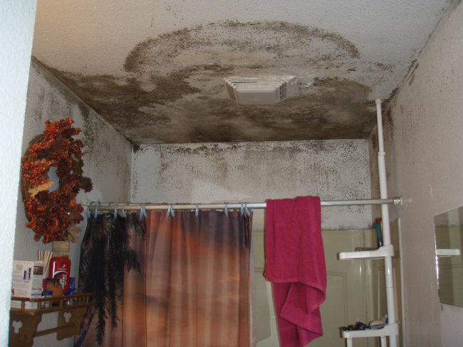 Champignon dans la salle de bain
