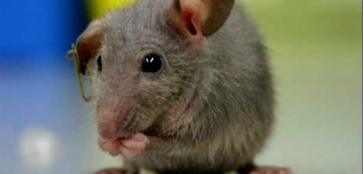 petite souris