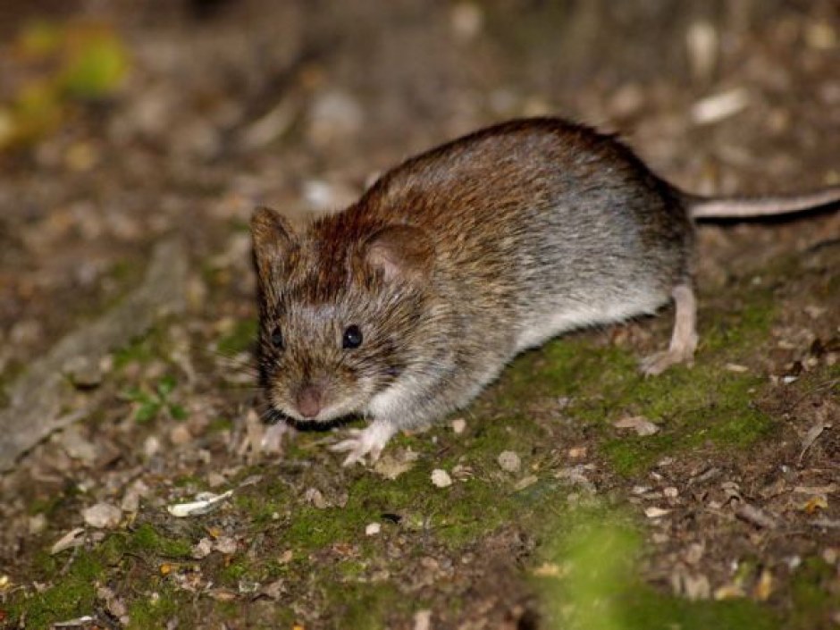 vole de souris