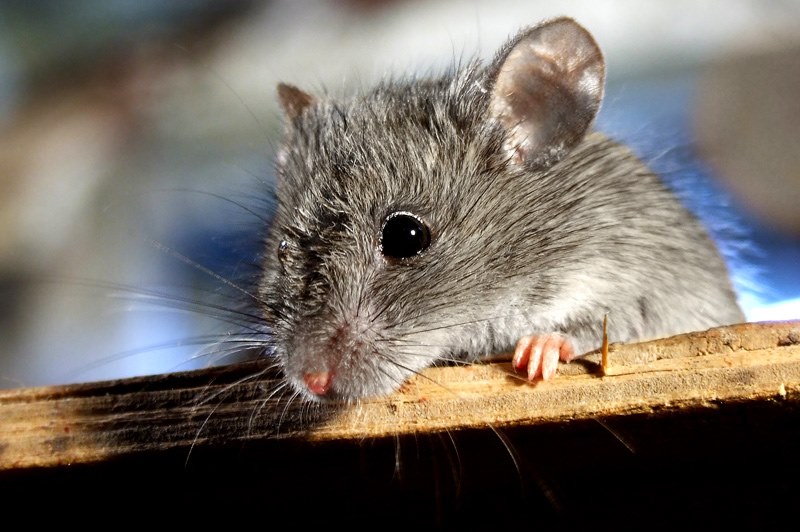 petite souris