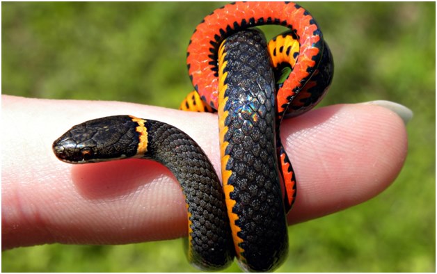 petit serpent