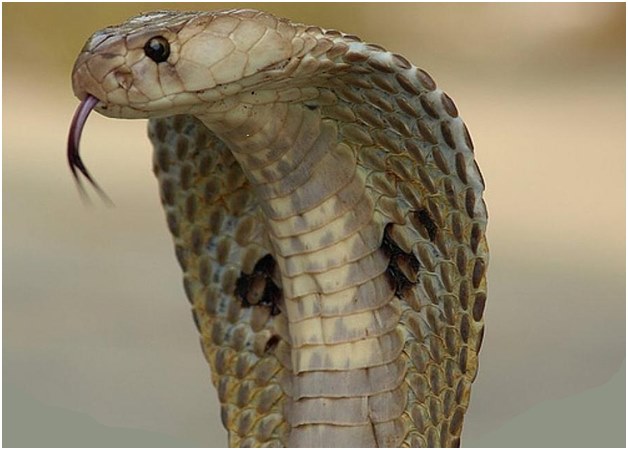 Cobra attaquant