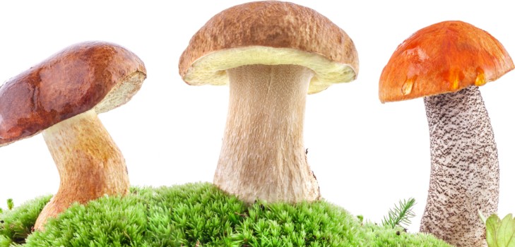 Comment nettoyer les champignons: conseils pratiques
