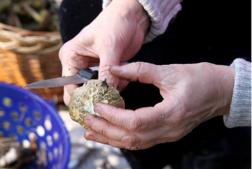 Comment nettoyer les champignons: conseils pratiques