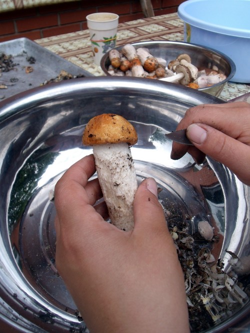 Comment nettoyer les champignons: conseils pratiques