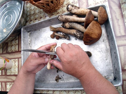 Comment nettoyer les champignons: conseils pratiques