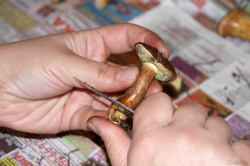 Comment nettoyer les champignons: conseils pratiques