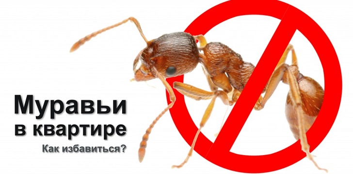 Comment se débarrasser des fourmis?