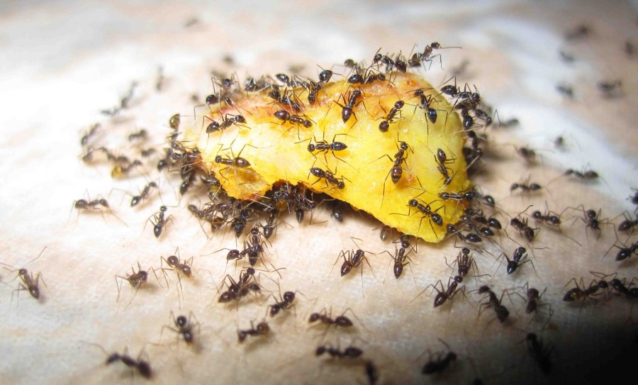 Comment se débarrasser des fourmis?