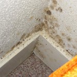 Comment se débarrasser de la moisissure? Comment se débarrasser de la moisissure?