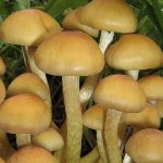 Comment distinguer fausses agarics de miel de comestibles