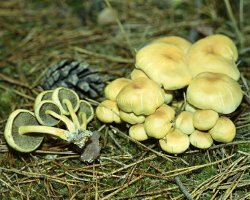 Comment distinguer fausses agarics de miel de comestibles