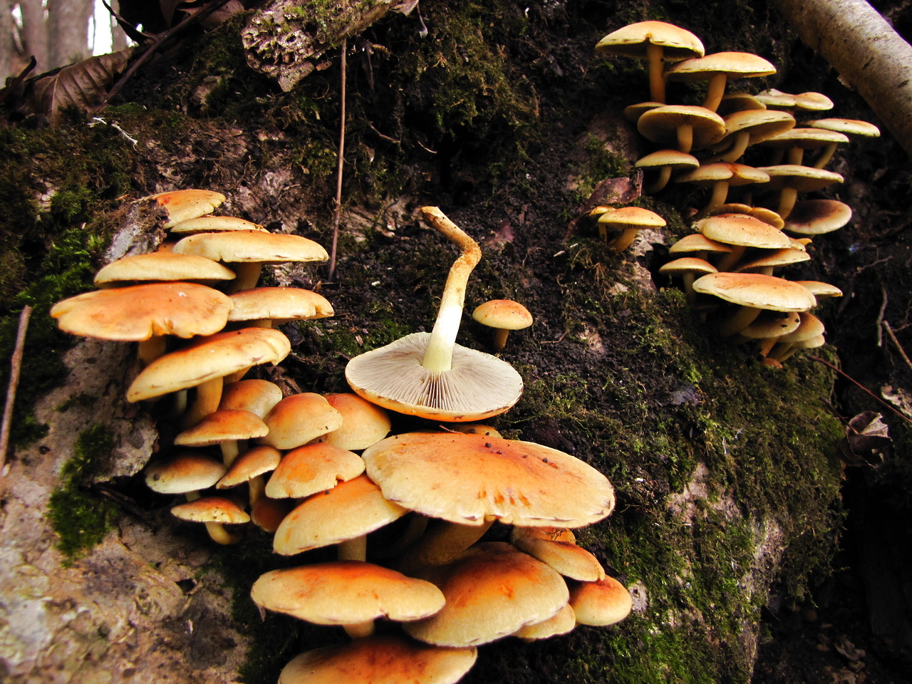 Comment distinguer fausses agarics de miel de comestibles