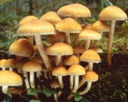 Comment distinguer fausses agarics de miel de comestibles