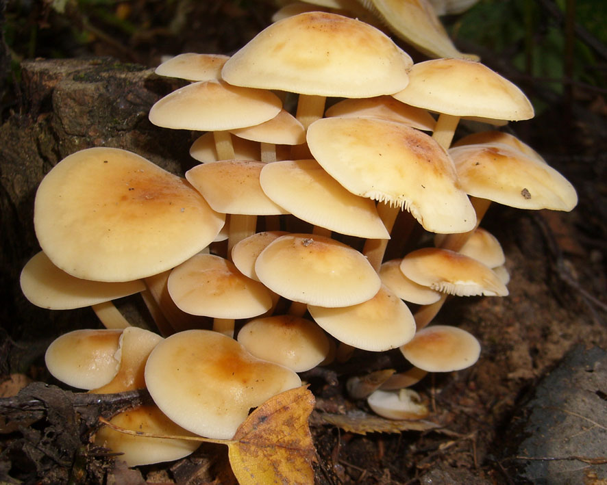 Comment distinguer fausses agarics de miel de comestibles