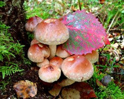 Comment distinguer fausses agarics de miel de comestibles