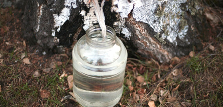 Comment collecter la sève de bouleau - instructions et astuces