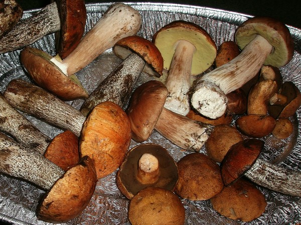 Quels champignons peuvent être séchés