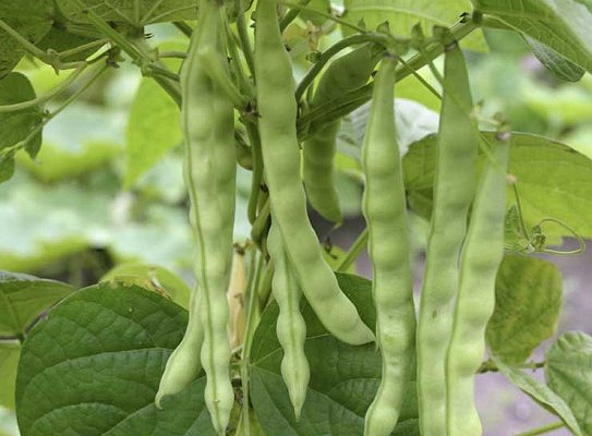 Comment faire cuire les haricots
