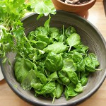 Comment se procurer l'oseille pour l'hiver?