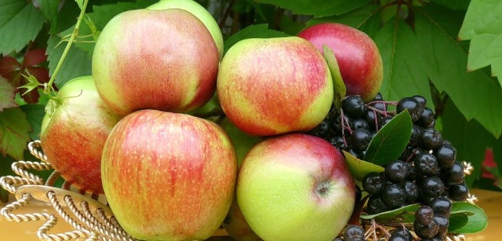 Ne secouez pas le pommier, tant qu'il est vert: quand célébrer le Apple Savior