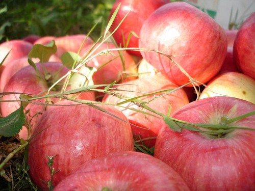 Ne secouez pas le pommier, tant qu'il est vert: quand célébrer le Apple Savior
