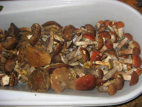 Champignons en conserve pour l'hiver