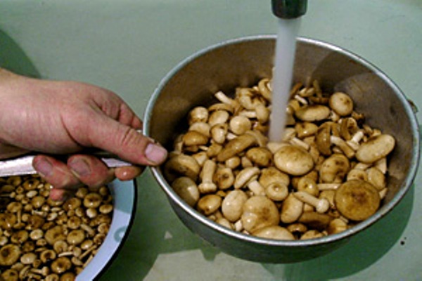 Champignons en conserve pour l'hiver