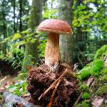 Faux champignons