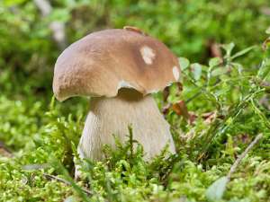 Champignon blanc