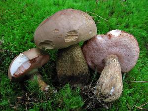 Champignon