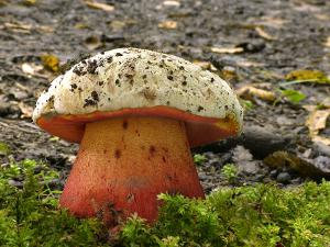 Champignon de Satan