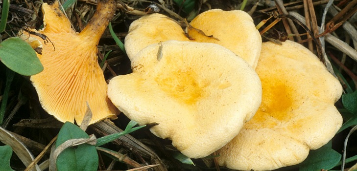 La fausse chanterelle