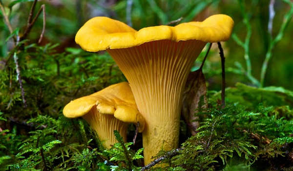 Comment ressembler à une vraie chanterelle